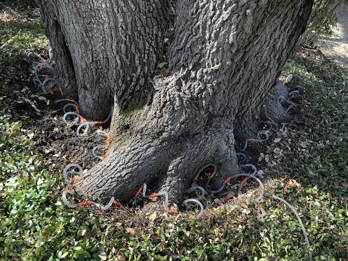 Detailed Tree Cabling and Bracing job site in Evergreen Park