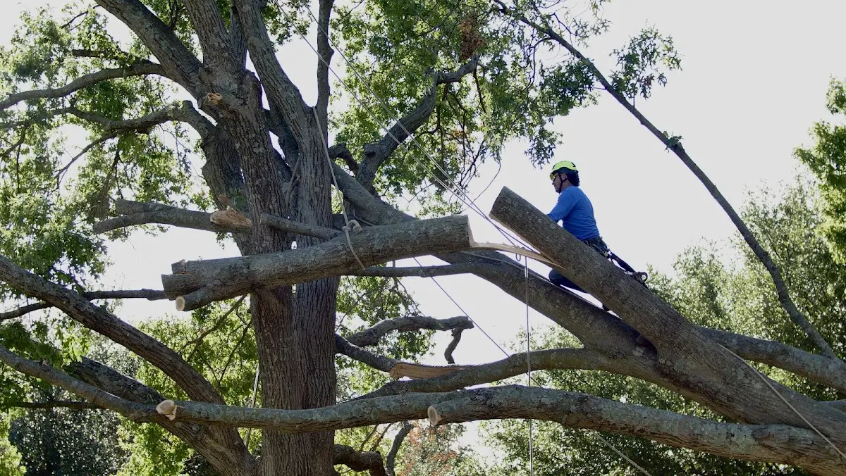 Professional Crown Thinning performed by certified arborists in Evergreen Park